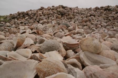 Muschelberge am Stand